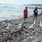Feeding the seagulls